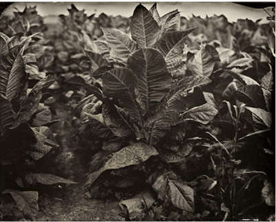 TOBACCO BY LISA ELMALEH