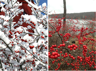 LEFT: WASHINGTON HAWTHORNE BERRIES CLOAKED IN FRESH SNOW. RIGHT: NATIVE WINTERBERRY HOLLY ON NORTH SPECTACLE LAKE.