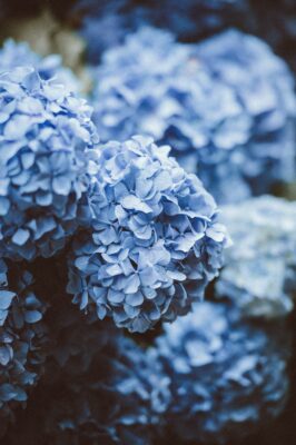  Hydrangeas; a New and Practical Look