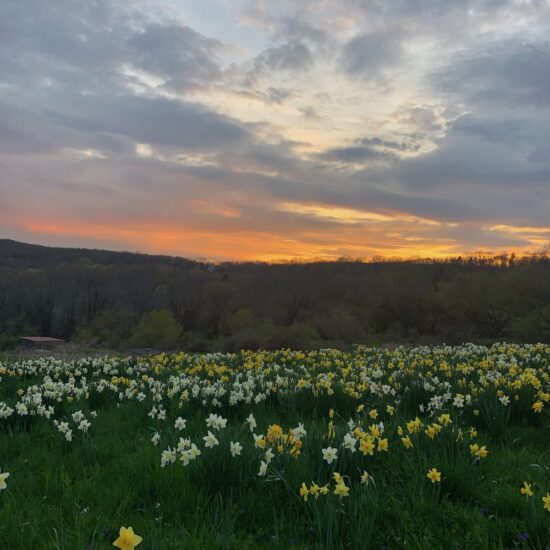 daffodils sunset