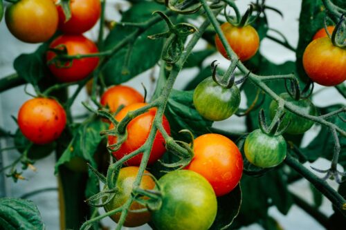 The 15th Annual Great Tomato Celebration