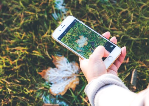 Garden Photography with Your Smartphone