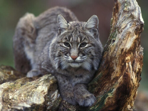 Bobcats in Connecticut