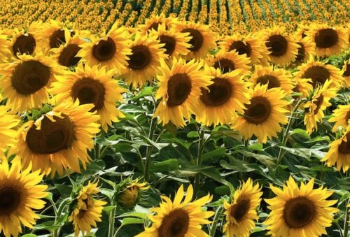 The Farm's First Annual Sunflower Festival | Litchfield Magazine