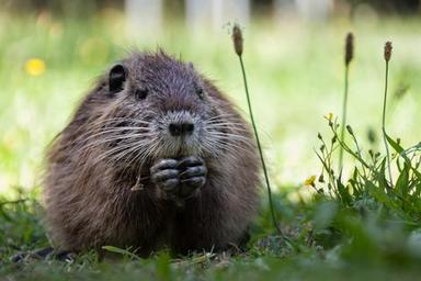 Beavers! Nature’s Engineers