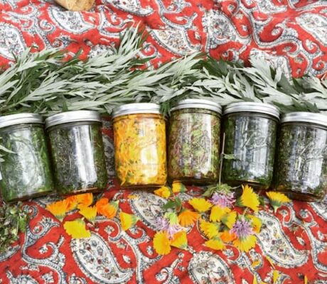 Introduction to Herbalism—Free Online Class