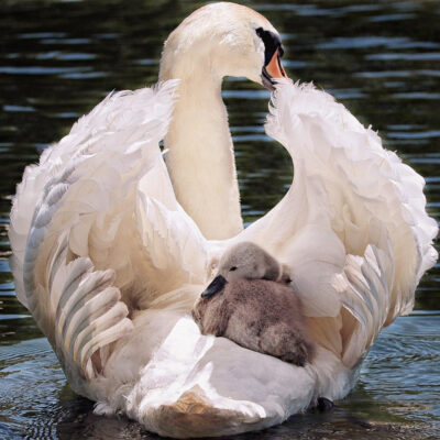 Waterfowl Photography Mini Sessions