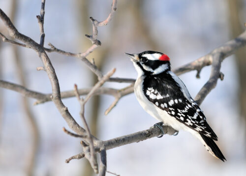 The Natural History & Portraiture Of Eastern Woodpeckers: A Workshop On Bird Painting With Artist Leslie Watkins & Dr. Eileen Fielding