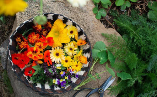Edible Flowers – Delectable Beauty in Your Garden