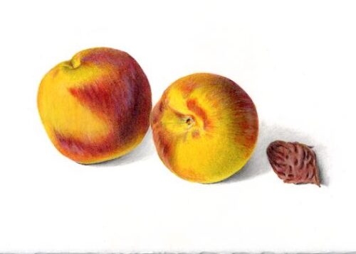 Summer Farm Stand Edibles in Colored Pencil