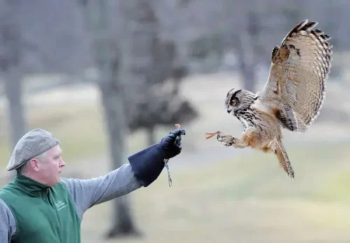 Falconry Demo & Party!