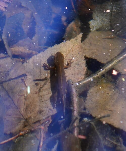 Vernal Pools in Litchfield County