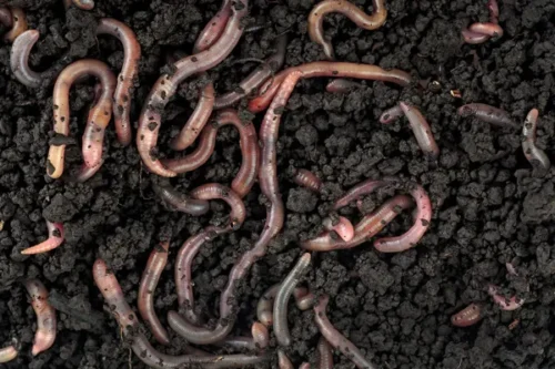 Soil Science Talk