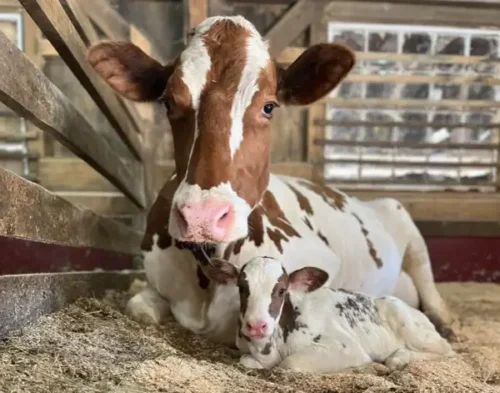 Goshen Open Farm Tour