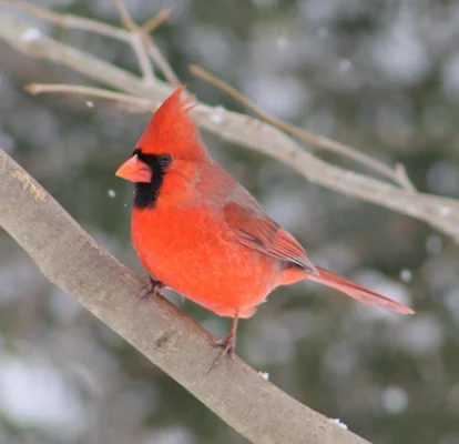 Growing Wild, Gardening for the Birds