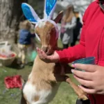 Egg Hunt with Baby Goats