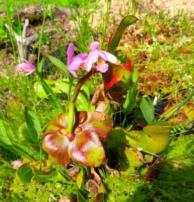 Spring Bog Talk & Walk