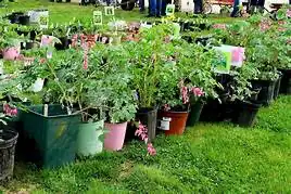 Plant, Book & Bake Sale