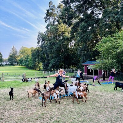 Goat Yoga at the North Barn