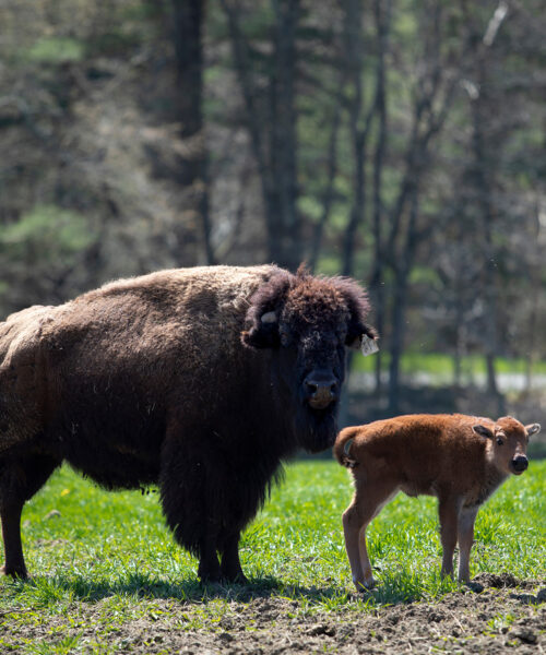 Mohawk Bison grow in Goshen