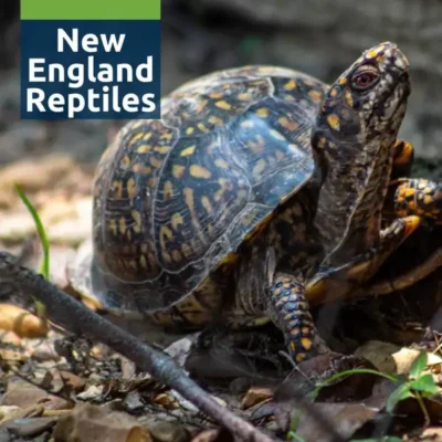 New England Reptiles