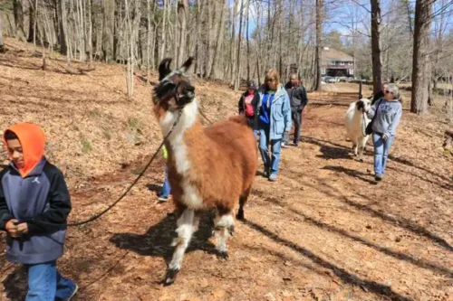 Llama Walk with Debbie Labbe