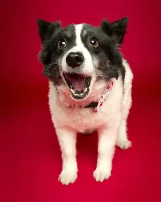 Holiday Puppy Treat-Catching