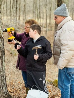 Flanders Maple Tapping