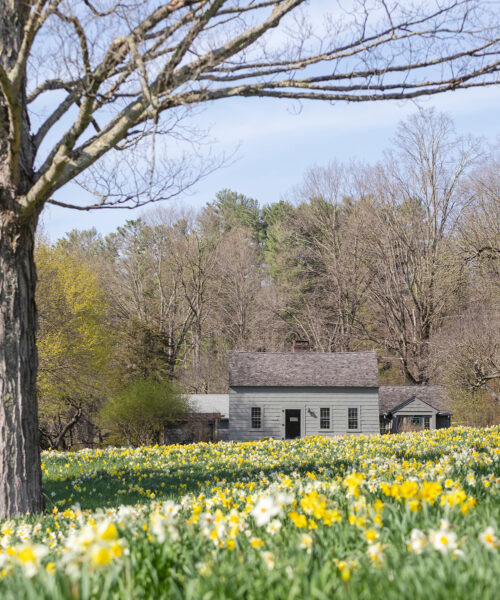 Spring Tonic: A Breathtaking Field of Golden Daffodils in Lakeville