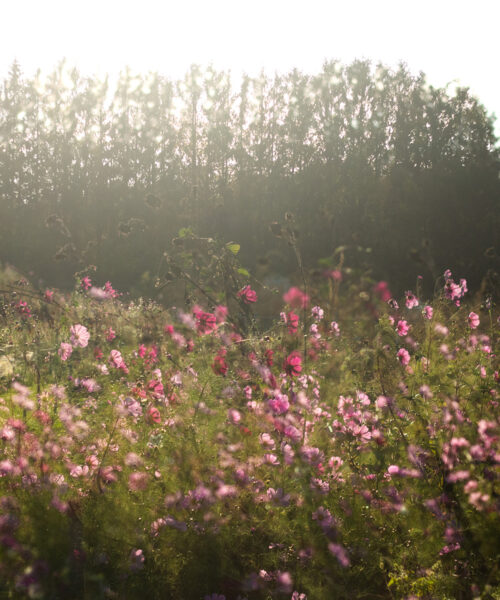 Rewilding Your Yard to Support Pollinators