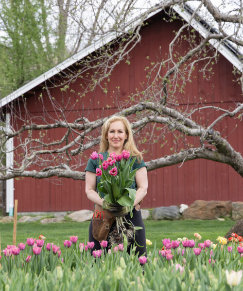 Indoor Tulips Bloom Early at Anderson Acres Farm