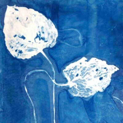 Botanical Cyanotypes