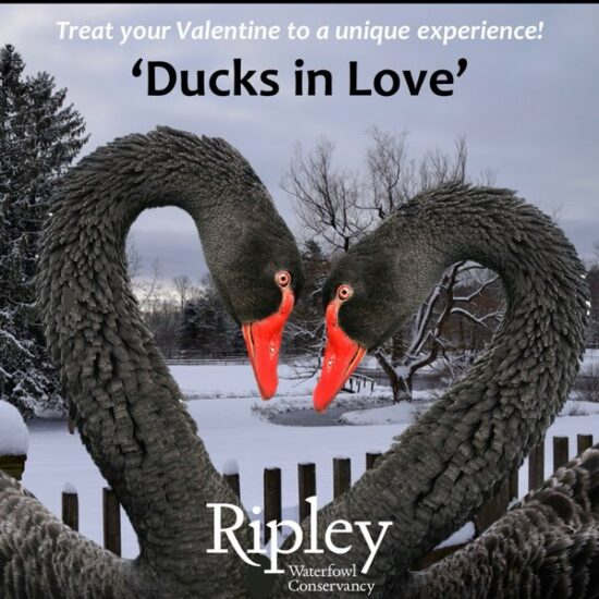 Ducks in Love Weekend at