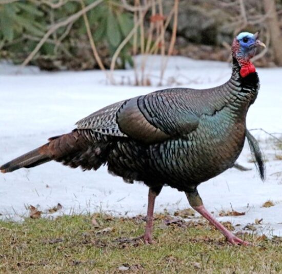 Wild Turkey Talk with Ginny Apple