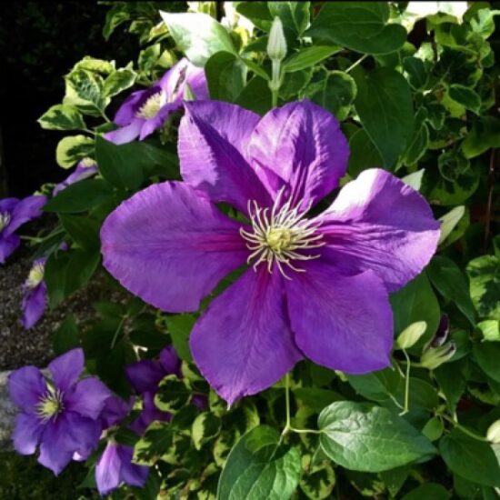 Flowering Vines