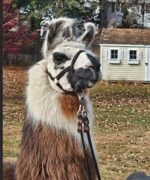 10 Fun Animal Encounters in Litchfield County