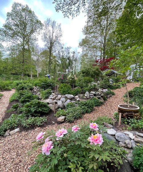 Cricket Hill Garden: Rare Peonies and Uncommon Plants