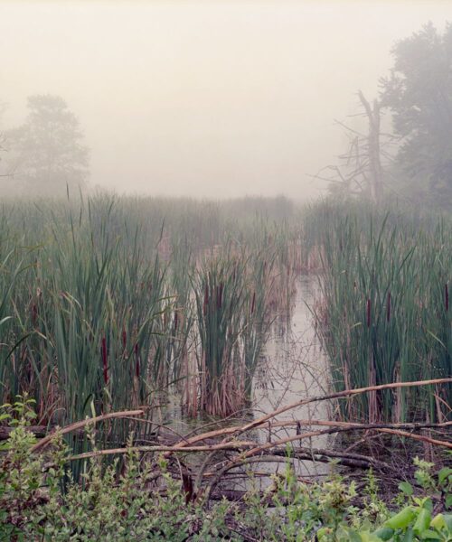 The Role of Wetlands: Protecting Water Quality and Biodiversity in CT