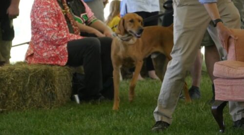 The Great Country Mutt Show Evening
