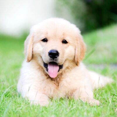 Meet Service Puppies