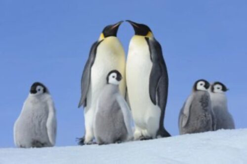 Armchair Travel to Antarctica