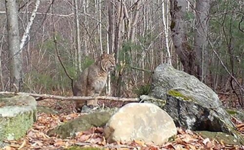 The Bobcat: Connecticut’s Secret