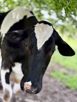 Goshen Open Farm Tour