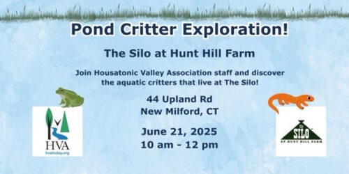 Pond Critter Exploration
