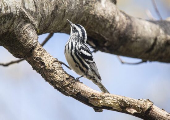 Managing Forests for Birds