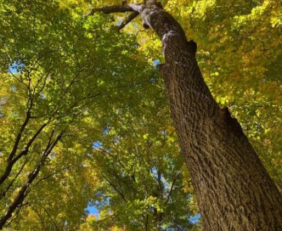 Essential Tree Care
