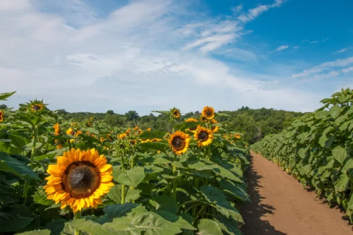 Sunflower Field Walk at The Farm