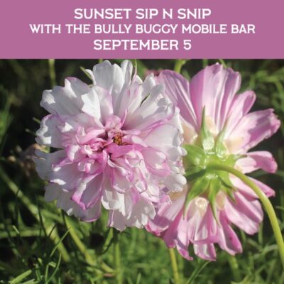 Sunset Sip n Snip
