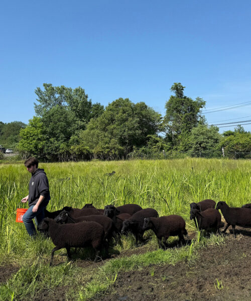 The Black Sheep of New Milford