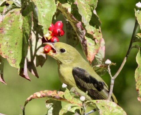 Barn Talk: Using Native Plants